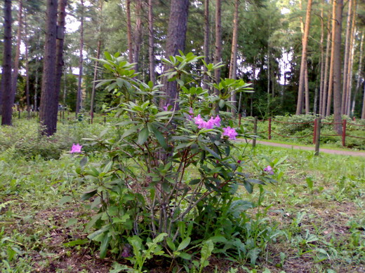 Rhododendron Helsinkiben