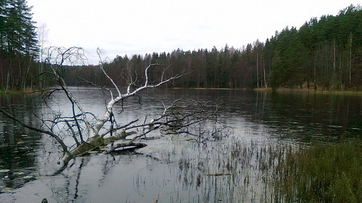 Nuuksio