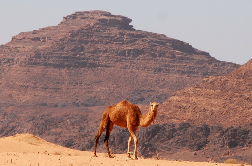 Wadi Rum teve